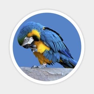 Blue & Gold Macaw Magnet